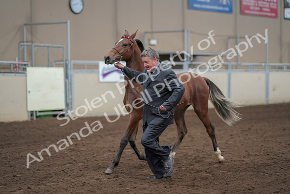2019 Morgan Horse Show - Aug 31, 2019 - 00261