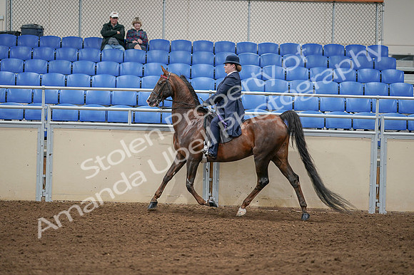 2020 - AB Morgan Horse - Fri, Sept 04 - 08019