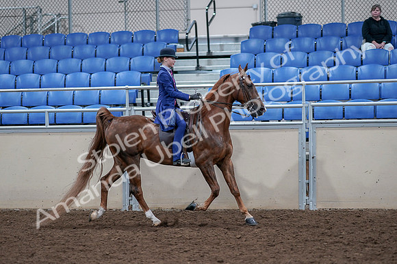 2020 - AB Morgan Horse - Fri, Sept 04 - 05248