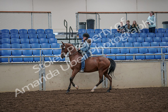 2019 Morgan Horse Show - Aug 30, 2019 - 31316