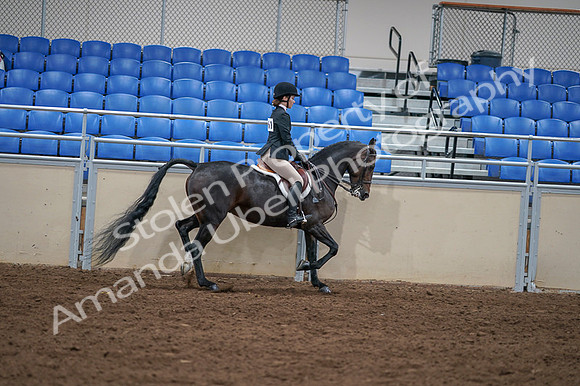 2020 - AB Morgan Horse - Fri, Sept 04 - 06055