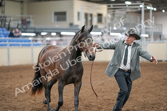 2020 - AB Morgan Horse - Sat, Sept 05 - 00729