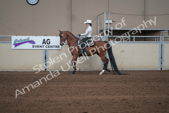 2019 Morgan Horse Show - Sept 01, 2019 - 06947