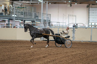 2020 - AB Morgan Horse - Sat, Sept 05 - 05834
