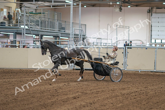 2020 - AB Morgan Horse - Sat, Sept 05 - 05834