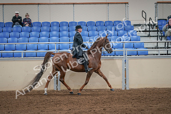 2020 - AB Morgan Horse - Fri, Sept 04 - 08048
