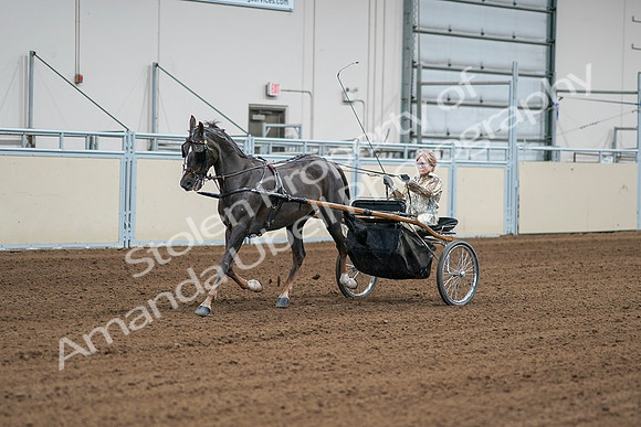 2020 - AB Morgan Horse - Sat, Sept 05 - 05981