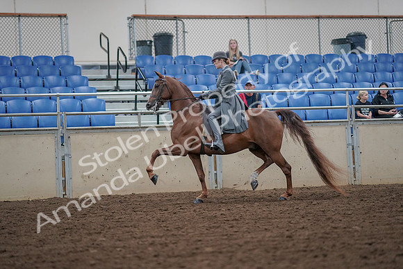 2019 Morgan Horse Show - Aug 30, 2019 - 15463