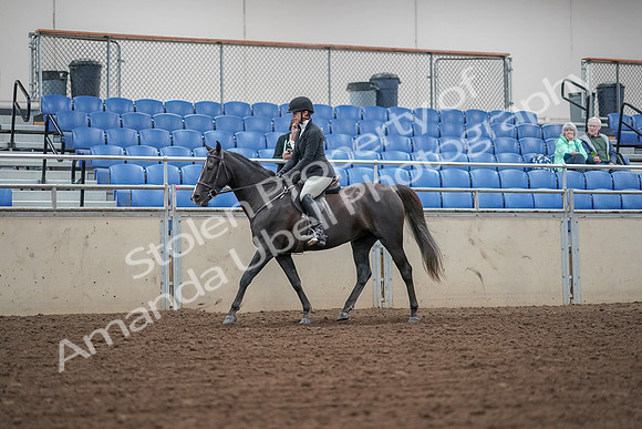 2019 Morgan Horse Show - Aug 30, 2019 - 14884