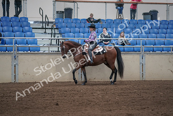 2019 Morgan Horse Show - Sept 01, 2019 - 06760