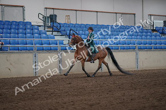 2019 Morgan Horse Show - Sept 01, 2019 - 13151