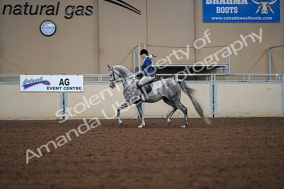 2019 Morgan Horse Show - Aug 30, 2019 - 16139