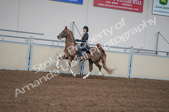 2020 - AB Morgan Horse - Fri, Sept 04 - 09604
