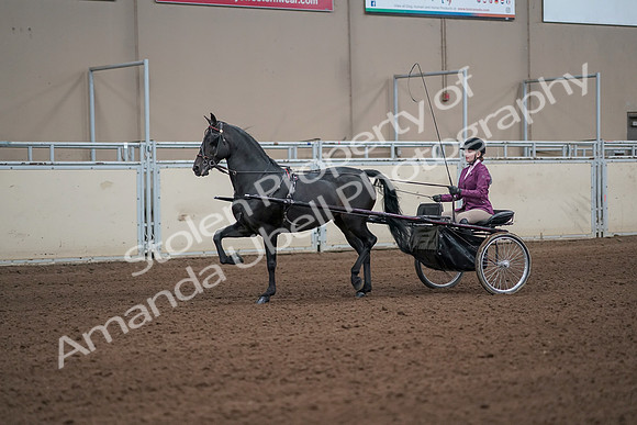 2019 Morgan Horse Show - Sept 01, 2019 - 10379_1