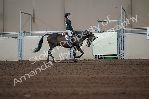 2019 Morgan Horse Show - Sept 01, 2019 - 03860
