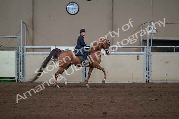 2019 Morgan Horse Show - Sept 01, 2019 - 12052
