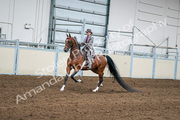 2020 - AB Morgan Horse - Sat, Sept 05 - 12079
