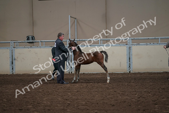 2019 Morgan Horse Show - Aug 31, 2019 - 00479