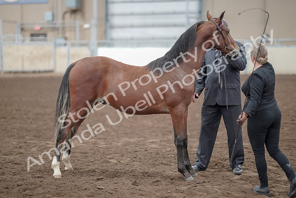 2019 Morgan Horse Show - Aug 31, 2019 - 00271