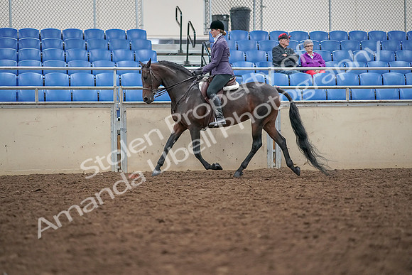 2019 Morgan Horse Show - Aug 30, 2019 - 20322