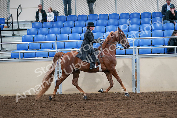 2020 - AB Morgan Horse - Sat, Sept 05 - 08273