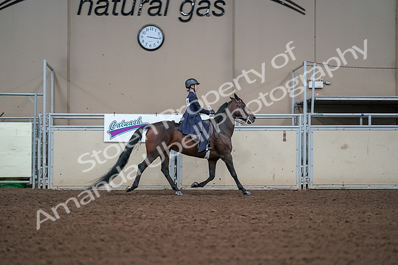 2019 Morgan Horse Show - Aug 30, 2019 - 17959