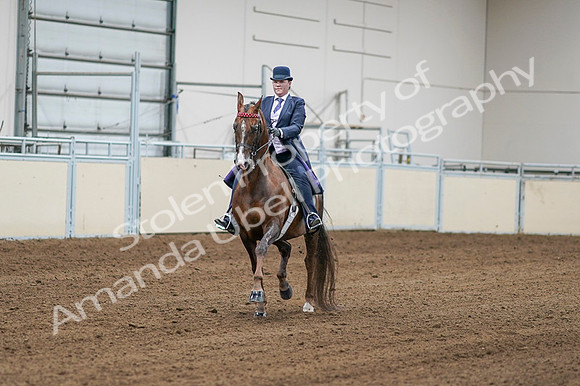 2020 - AB Morgan Horse - Fri, Sept 04 - 08169