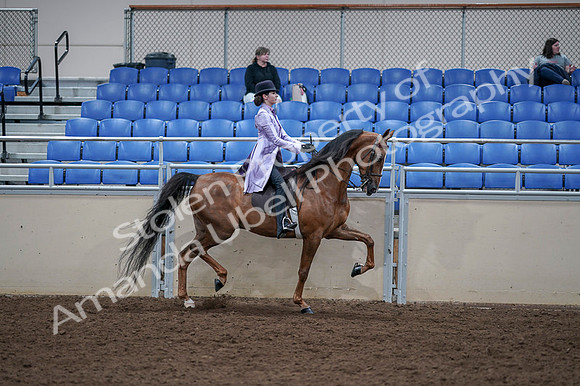 2020 - AB Morgan Horse - Fri, Sept 04 - 05090