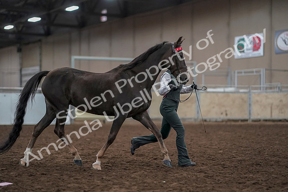 2019 Morgan Horse Show - Aug 31, 2019 - 01900