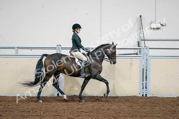 2020 - AB Morgan Horse - Sat, Sept 05 - 14585