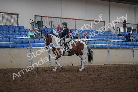 2019 Morgan Horse Show - Aug 30, 2019 - 14848