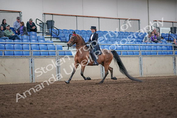 2019 Morgan Horse Show - Aug 31, 2019 - 19911
