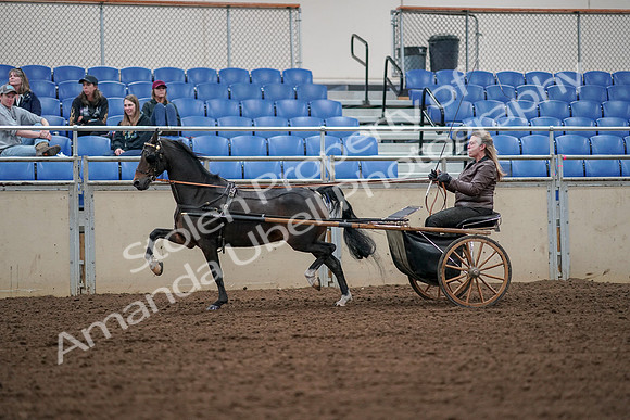 2019 Morgan Horse Show - Aug 30, 2019 - 13229