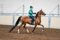 2020 - AB Morgan Horse - Fri, Sept 04 - 08689