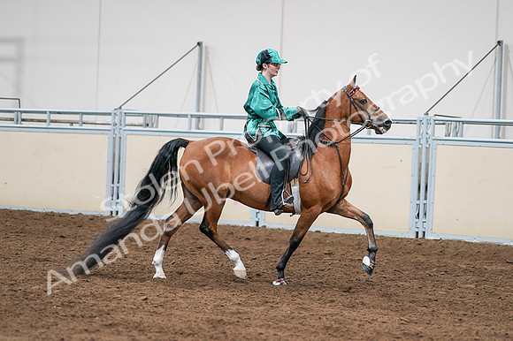 2020 - AB Morgan Horse - Fri, Sept 04 - 08689