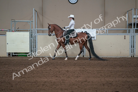 2019 Morgan Horse Show - Sept 01, 2019 - 06960
