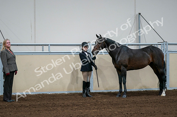2020 - AB Morgan Horse - Fri, Sept 04 - 00806