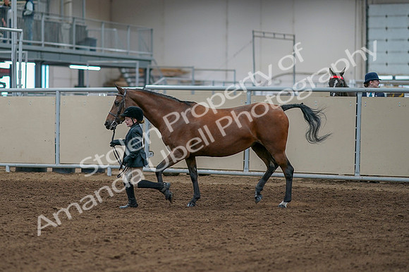 2020 - AB Morgan Horse - Fri, Sept 04 - 00748