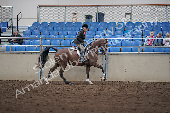 2019 Morgan Horse Show - Aug 31, 2019 - 16134