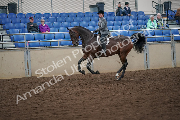 2019 Morgan Horse Show - Aug 30, 2019 - 20496