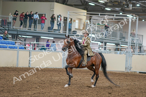 2020 - AB Morgan Horse - Sat, Sept 05 - 07941