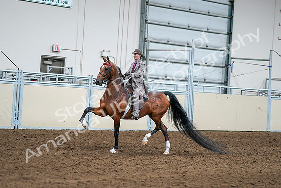 2020 - AB Morgan Horse - Sat, Sept 05 - 12088