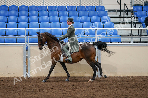 2020 - AB Morgan Horse - Fri, Sept 04 - 03317