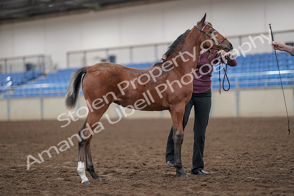 2019 Morgan Horse Show - Aug 31, 2019 - 00450