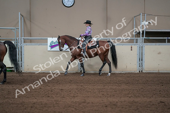 2019 Morgan Horse Show - Sept 01, 2019 - 06882