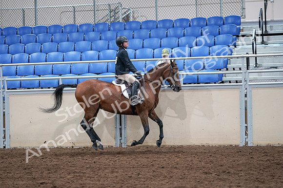 2020 - AB Morgan Horse - Fri, Sept 04 - 02129