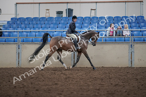 2019 Morgan Horse Show - Aug 31, 2019 - 16190