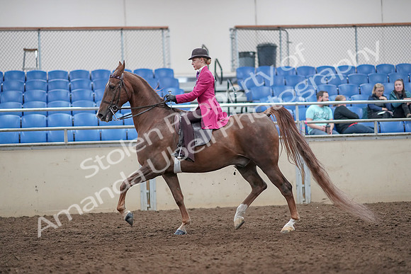 2019 Morgan Horse Show - Aug 31, 2019 - 08633