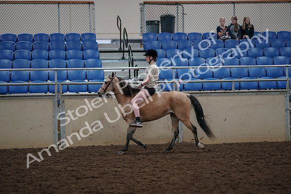 2019 Morgan Horse Show - Aug 30, 2019 - 31077
