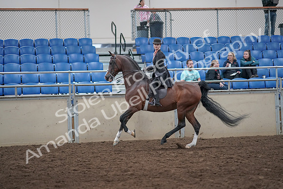 2019 Morgan Horse Show - Aug 31, 2019 - 08796